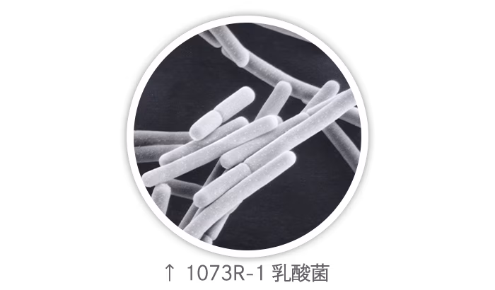 R-1乳酸菌（顕微鏡画像）