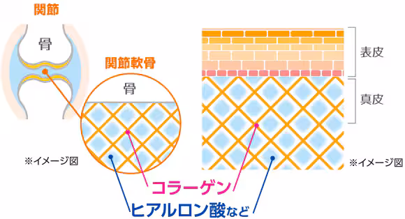グルコサミンとコラーゲンのイメージ図